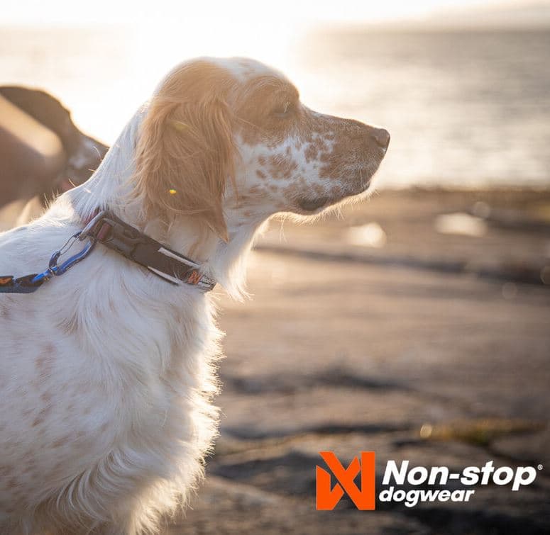 Non-stop dogwear Roam Collar Púrpura — imagen 2