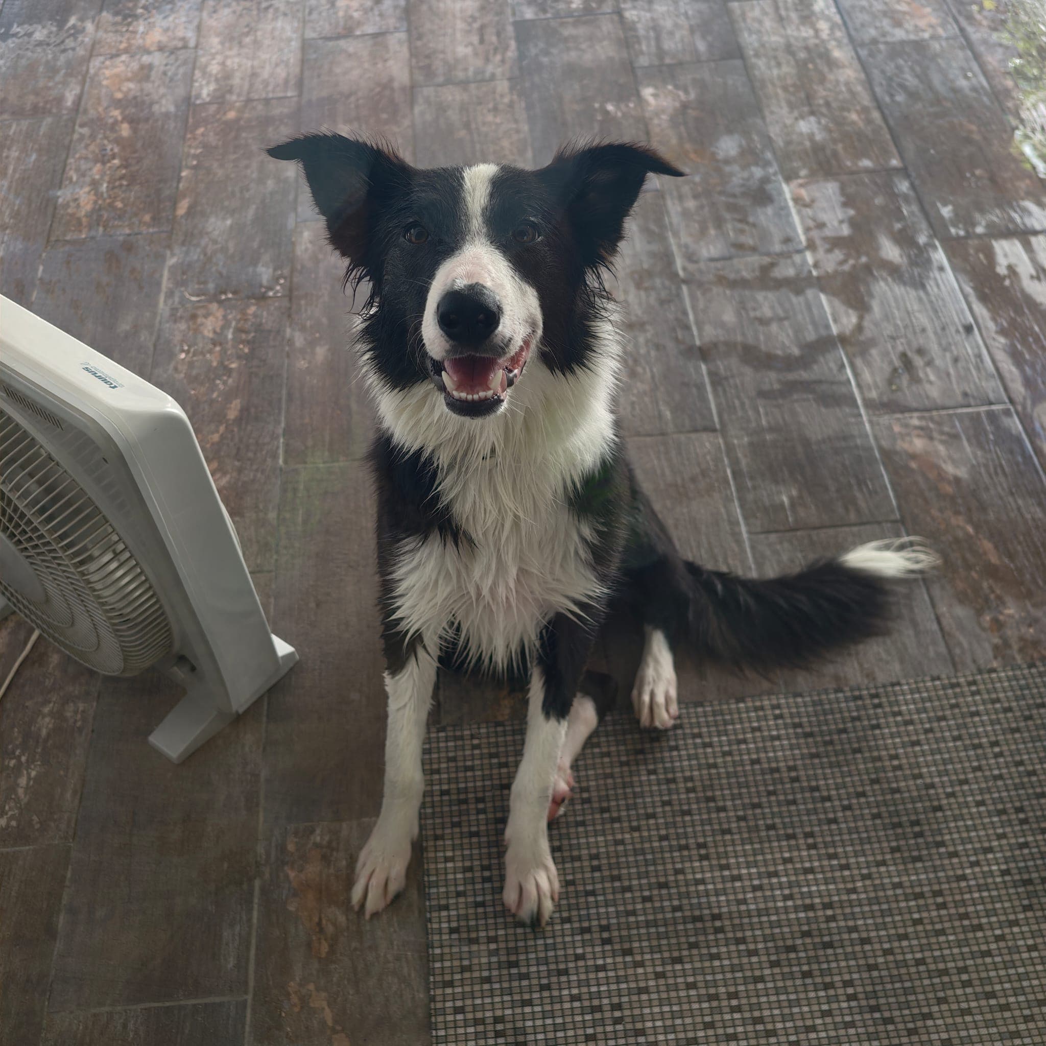 Perro posando con tranquilidad y confianza